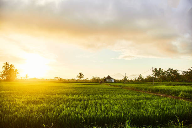 istock Field with smooth green bright grass at sunset. 1141625242