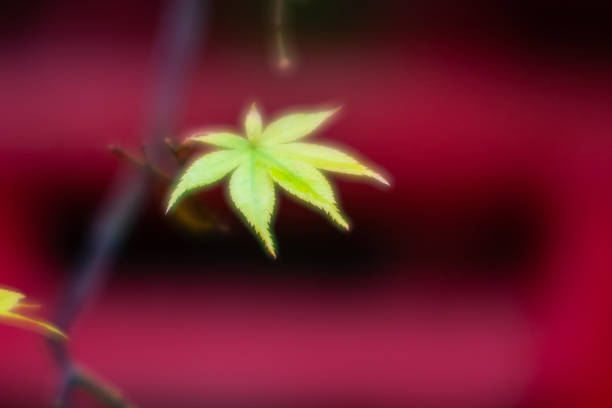 осенний эмейшань, посещая осенние листья #6 - emeishan стоковые фото и изображения