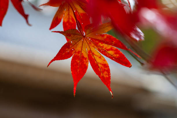 осень emeishan, посещение осенних #8 - emeishan стоковые фото и изображения