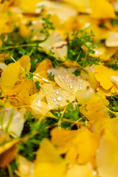 осенний эмейшань, посещая осенние листья #10 - emeishan стоковые фото и изображения