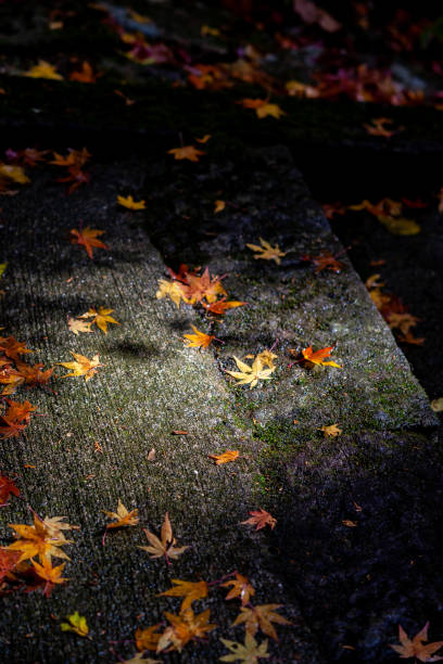 осенний эмейшань, посещая осенние листья #9 - emeishan стоковые фото и изображения