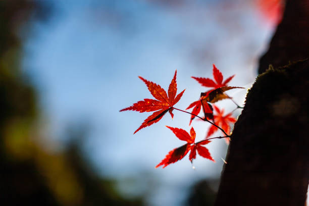 осенний эмейшань, посещая осенние листья #12 - emeishan стоковые фото и изображения