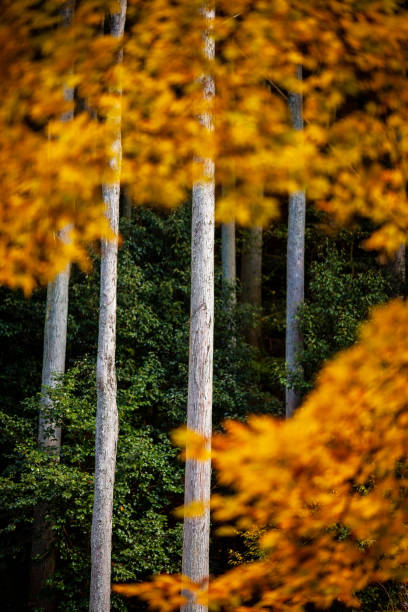 осень emeishan, посещение осенних #19 - emeishan стоковые фото и изображения