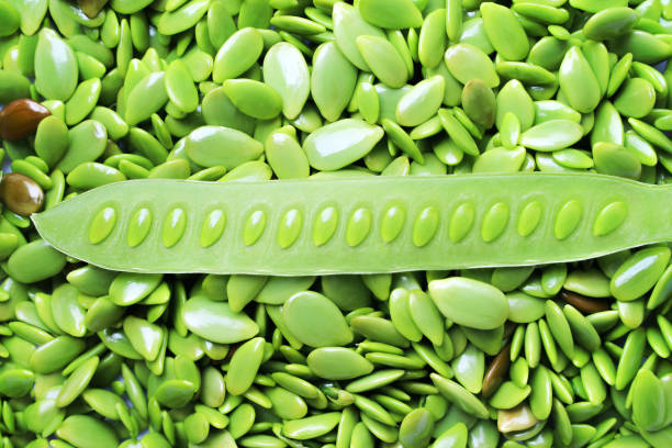 Top view green pod with leucaena leucocephala seed , nature background