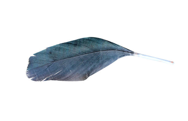 istock Black feathers birds  isolated on white background with clipping path  ,  horizontal 1141626659