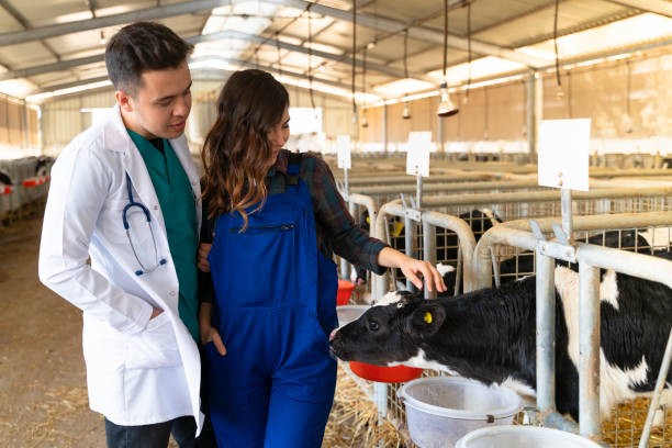 istock Vet and calf 1141634392