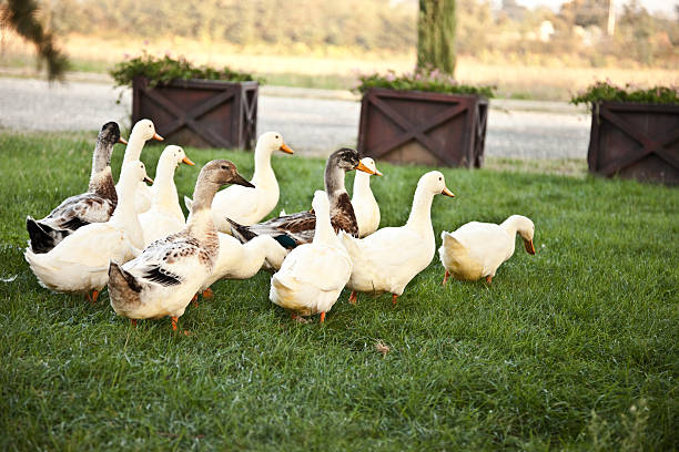 istock Gooses in the meadow 114163460