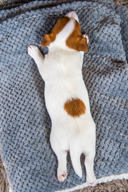 istock Puppy sleeping on the couch, dog's back top view. 1141634957
