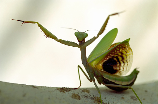 Mantis on a white background.