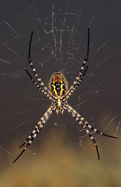 istock Spider, Argiope trifasciata 114163810