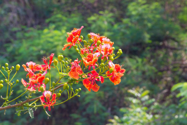 Gulmohar Flower blooming away on the tree A flower, sometimes known as a bloom or blossom, is the reproductive structure found in flowering plants. The biological function of a flower is to effect reproduction, usually by providing a mechanism for the union of sperm with eggs. pride of barbados flower stock pictures, royalty-free photos & images