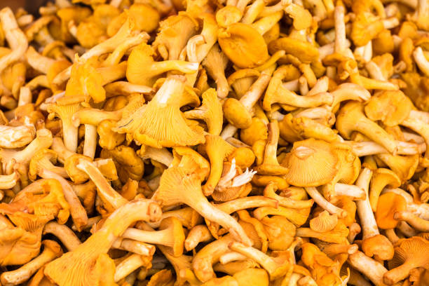 venda de cogumelos no mercado agrícola - chanterelle edible mushroom gourmet uncultivated - fotografias e filmes do acervo