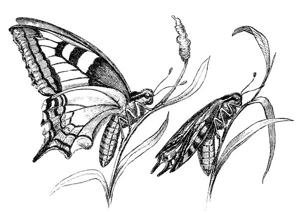 ilustrações de stock, clip art, desenhos animados e ícones de the wing development of the swallowtail after the release - caterpillar isolated white background insect