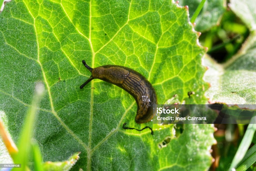 Slug Little brown slug Animal Stock Photo