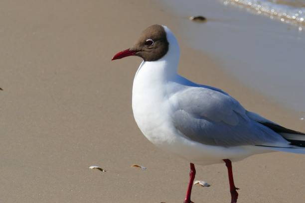 istock Mediterranean gull at the Beach 1141639455
