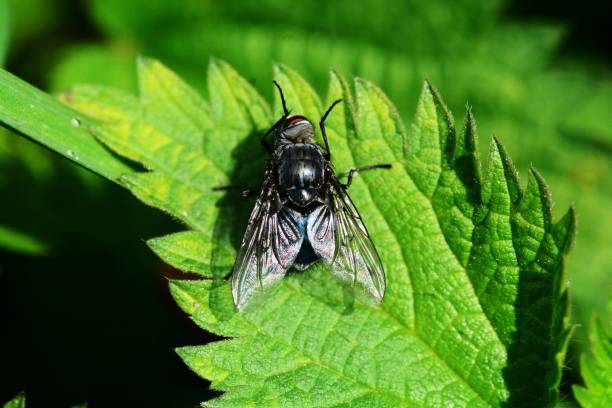 Black fly Fly-insect flesh fly photos stock pictures, royalty-free photos & images