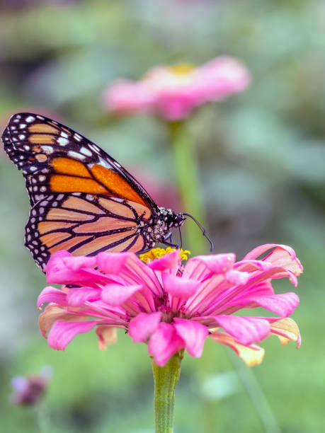 istock monarch butterfly, Danaus plexippus 1141642550
