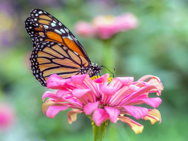 istock monarch butterfly, Danaus plexippus 1141642810