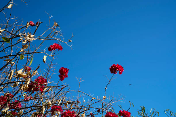 red flower in the blue sky