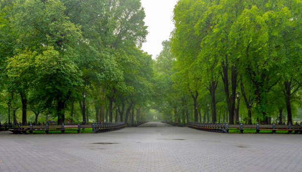 istock Central Park Mall on foggy rainy day 1141642841