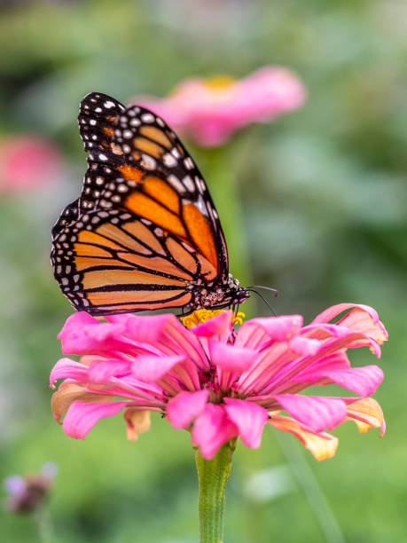 istock monarch butterfly, Danaus plexippus 1141642900