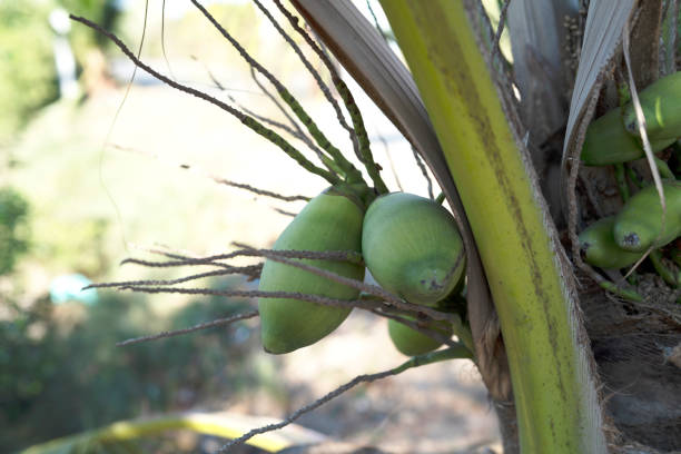 baby coconut on the tree in nature