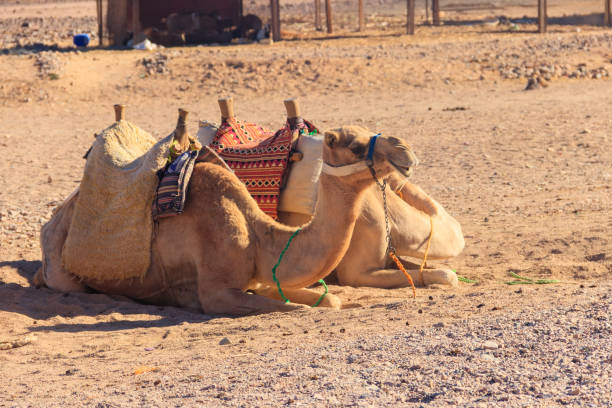 istock Camels with traditional bedouin saddle in Arabian desert, Egypt 1141643135