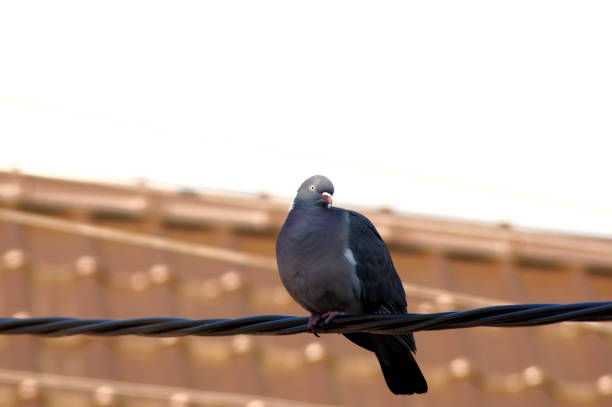 Thick Pigeon on the Power Line