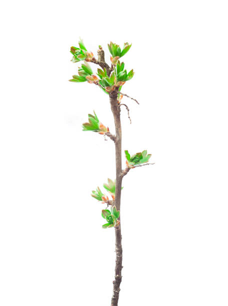 Spring background with fresh green leaves.