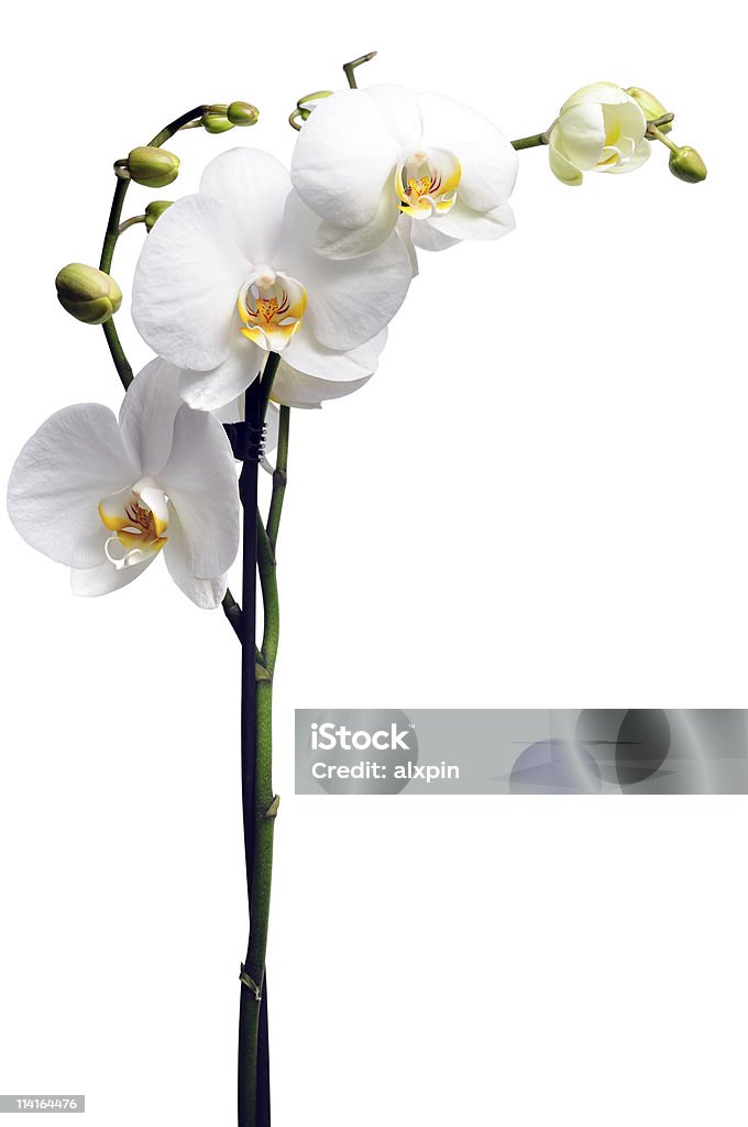 White Orchidea - Foto stock royalty-free di Capolino