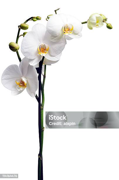 White Orchidea - Fotografie stock e altre immagini di Capolino - Capolino, Clipping path, Close-up