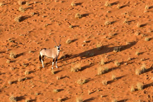 oryx nel deserto della namibia, sesrium, sossusvlei, namibia. - erongo foto e immagini stock
