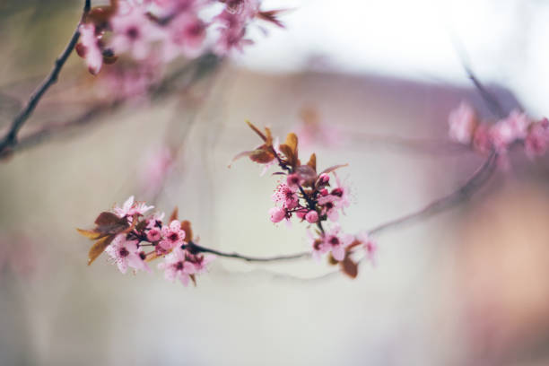 istock Pink Wild Cherry Blossoms In Spring Idyllic Background 1141645012