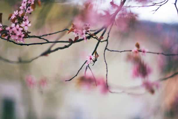 istock Delicate Pink Cherry Blossoms In Spring Idyllic Background 1141645027