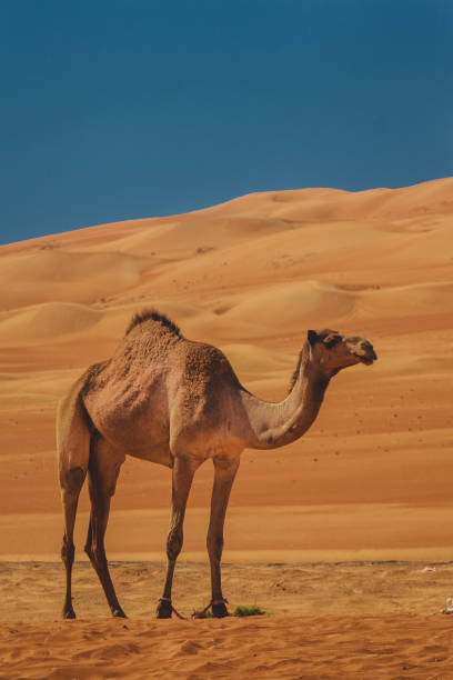 istock A camel in an arabian desert. 1141645054
