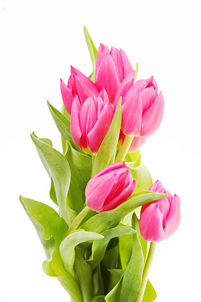 istock Bouquet of pink tulips 114164620