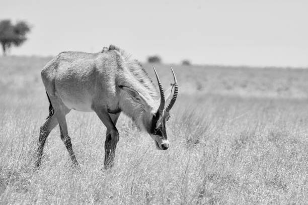 антилопа роан - equinus стоковые фото и изображения