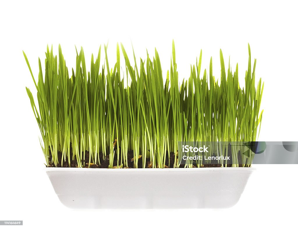 plastic container with young green sprouts  Cereal Plant Stock Photo