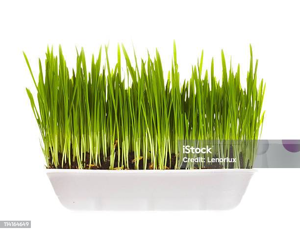 Plastic Container With Young Green Sprouts Stock Photo - Download Image Now - Cereal Plant, Close-up, Color Image