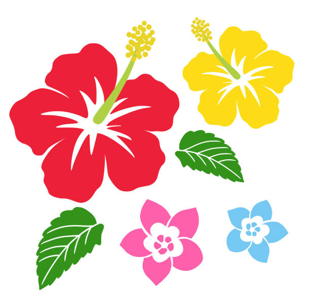 ilustraciones, imágenes clip art, dibujos animados e iconos de stock de icono de hibisco y plumeria - saipan