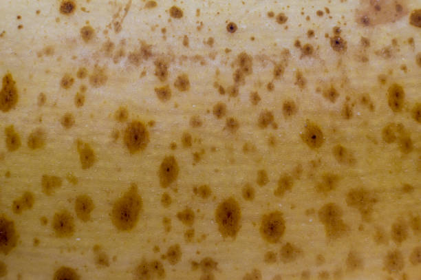 istock Banana spots extreme macro background 1141646755