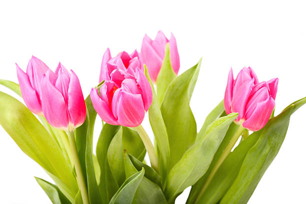 istock Bouquet of pink tulips 114164721