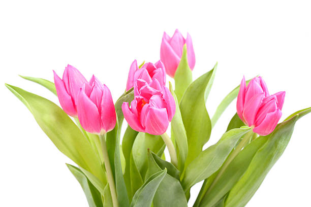istock Bouquet of pink tulips 114164756