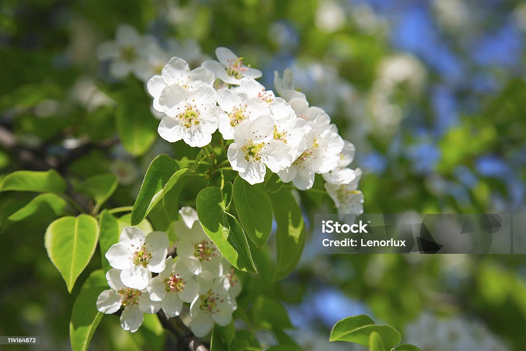Les Branches de l'arbre fleuri de pomme - Photo de Agriculture libre de droits