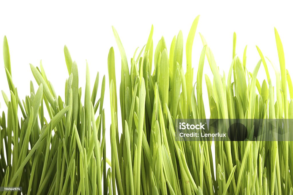 젊은 녹색 잔디 - 로열티 프리 0명 스톡 사진