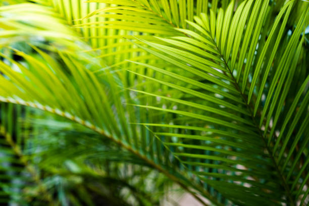 istock Palm tree leaves. Tropical trees background 1141651919