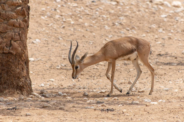 istock A Springbok antelope or gazelle (Antidorcas marsupialis) walks in the desert sand. 1141653185