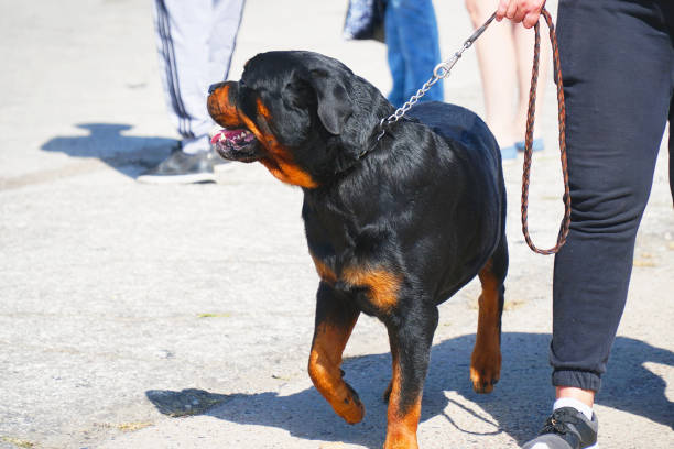istock Black Rottweiler on a leash walking 1141653754