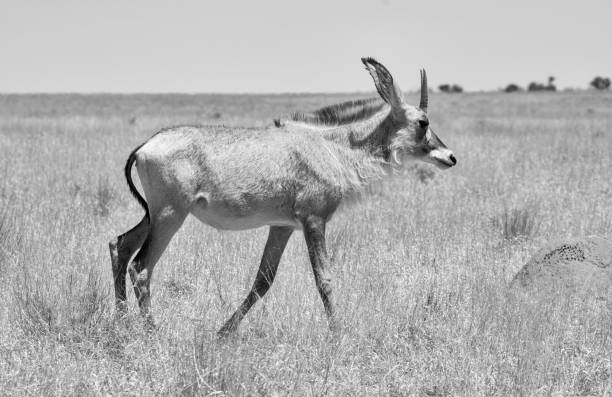 роан антилопа - equinus стоковые фот�о и изображения