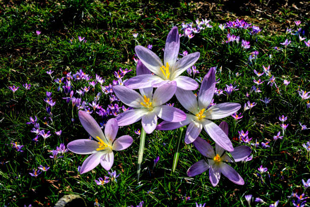 Montage early flowering spring purple crocus February 2019 Early flowering purple / pink spring crocus (Crocus tommasinianus) is one of the first signals of spring. Here is a photo montage, a close up is isolated against a wider view of crocuses in flower. crocus tommasinianus stock pictures, royalty-free photos & images